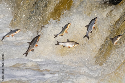 Fotografie Fishes go for spawning upstream, jumping over waterfall.