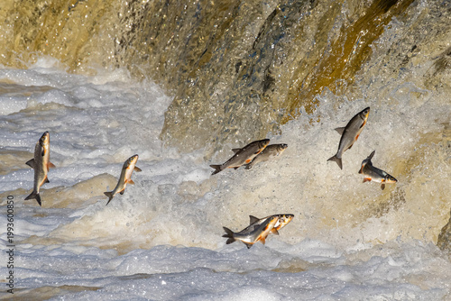 Obraz na płótnie Fishes go for spawning upstream, jumping over waterfall.