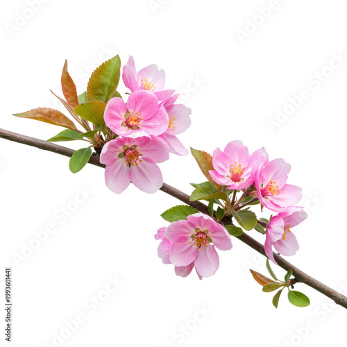Delicate pink apple blossoms on a branch against a black background