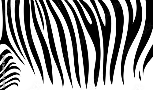 Zebra stripe pattern in black and white. Abstract animal skin texture background. Wild zebra fur surface concept for design and print