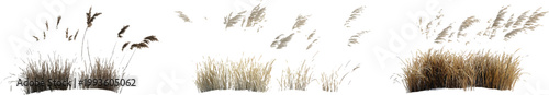 four different realistic renderings of tall grasses, against a transparent background
