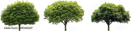 three different types of green trees, isolated on a transparent background