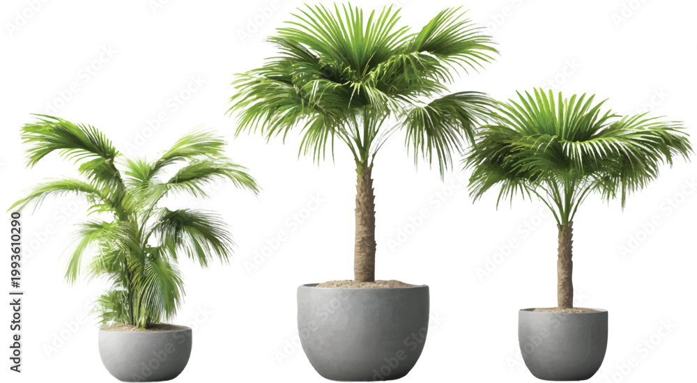 Obraz premium three different sizes of potted palm trees, transparent background