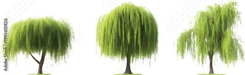 three different sizes of willow trees, isolated on a transparent background