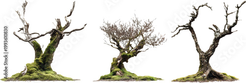 three different types of dead trees covered in moss, on a transparent background