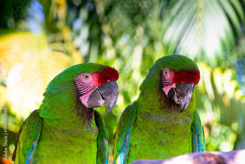 Two military macaws perched together tropical jungle background colorful neotropical wildlife