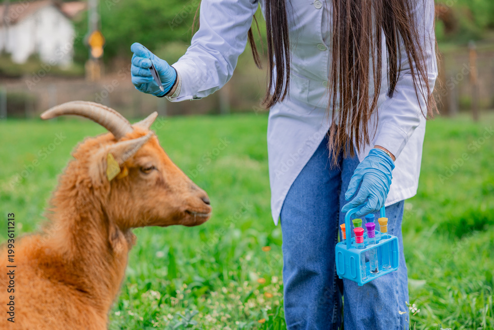Fototapeta premium Latin female environmental engineer wearing a lab coat and gloves, holding a test tube rack and sampling tool, analyzing environmental conditions and pollution levels in a rural setting with a goat