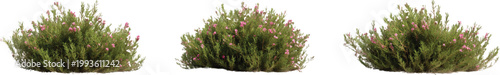 three distinct green juniper bushes with pink blossoms on a transparent background