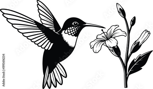 Hummingbird silhouette flying drinking nectar from flower blossom, elegant black white nature wildlife bird floral concept vector