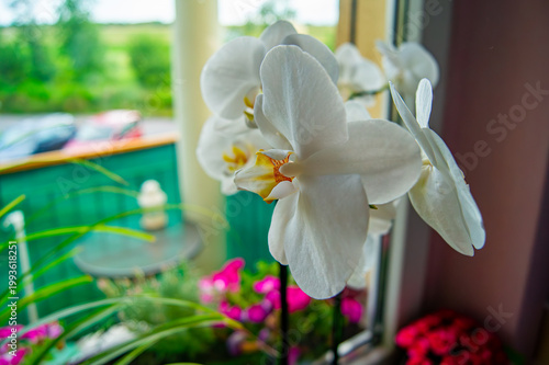 Fotografi White Phalaenopsis orchid flower in full bloom on a windowsill, natural daylight, concept of home interior decor, tranquility, potted plants, botanical beauty, cozy atmosphere
