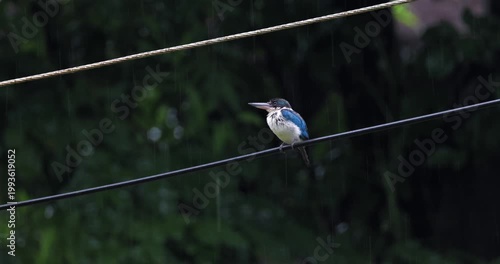 Collared kingfisher perched on electrical wire during rain. Small blue and white bird waits patiently amidst falling raindrops against dark green foliage background, nature resilience