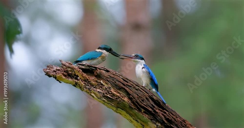 Collared kingfisher pair fighting with open beaks on weathered tree branch. Mangrove kingfishers interacting in natural forest habitat with blurred green background.