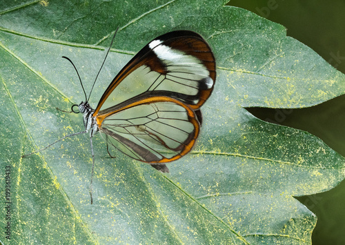 Glasflügelfalter auf Blatt