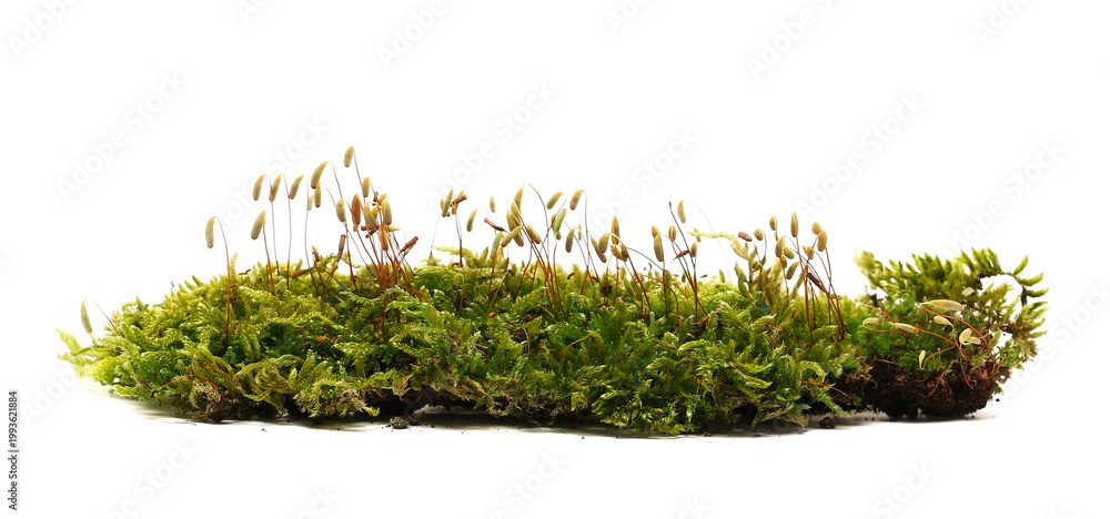 Naklejka premium Green moss isolated on white background