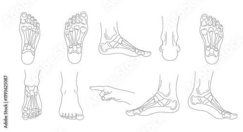 Anatomical study of human feet and hand detailed line drawing silhouette