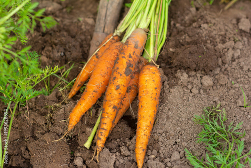 Young organic carrots on the field.Harvest.