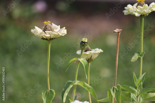 Tableau sur toile White Common Zinnia (Zinnia elegans) flowers in full bloom, featuring prominent