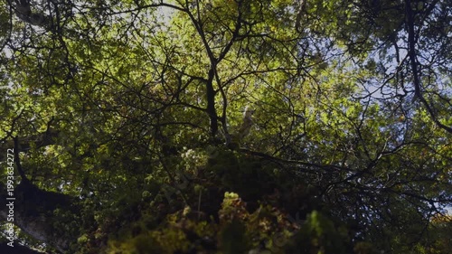 Sunbeam illuminating a forest floor with a large tree trunk in the foreground and insects dancing in the golden light on the North Island