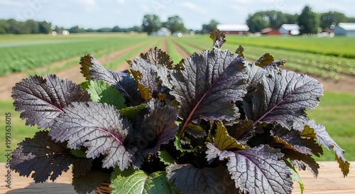 Purple Mustard Greens growing in basket on farm field background close-up