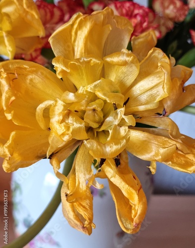 eine bizar geformte Tulpenblüte