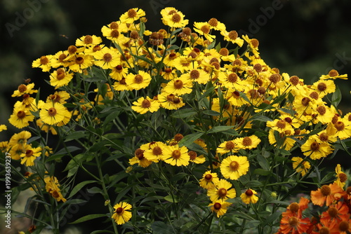 Bild auf Leinwand Yellow Common Sneezeweed (Helenium autumnale) bush in full bloom, featuring nume