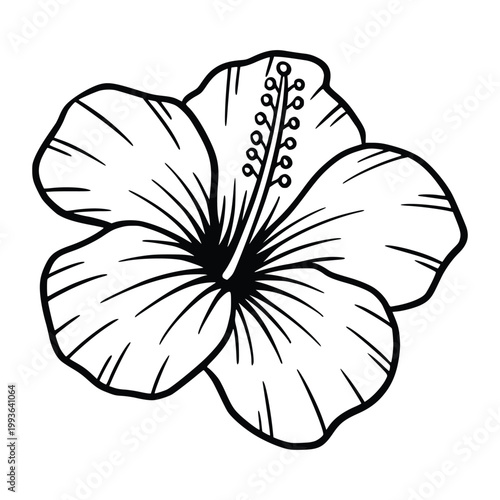Hibiscus Flower Tropical Botanical Line Art Illustration