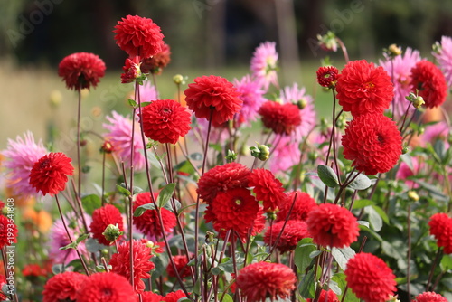 Red pompon Dahlia (Dahlia hortensis) flowers blooming in a large flowerbed in a public garden