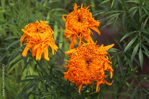 Tableau sur toile Large orange Mexican Marigold (Tagetes erecta) flowers in full bloom, featuring