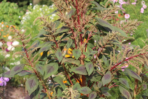 Tableau sur toile Blood amaranth (Amaranthus paniculatus) plant with decorative burgundy stems, da