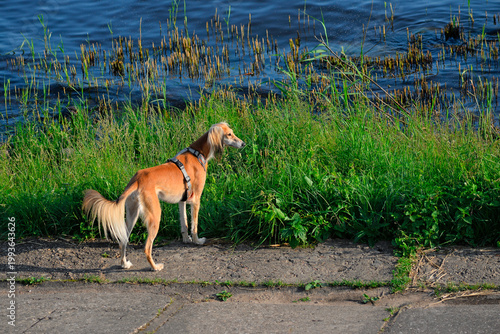 Saluki, dog, Persian Greyhound