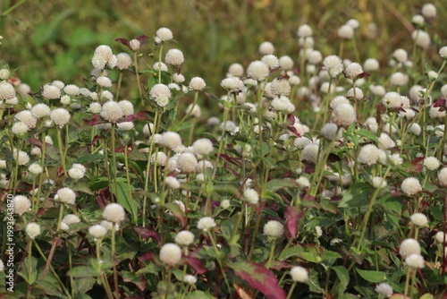 White Globe Amaranth (Gomphrena globosa) flowers blooming in a garden, showing round clover-like flower heads and dark green foliage with red tints under natural light