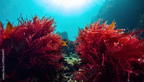 Underwater Scene of Vibrant Red Seaweed in Clear Ocean Water
