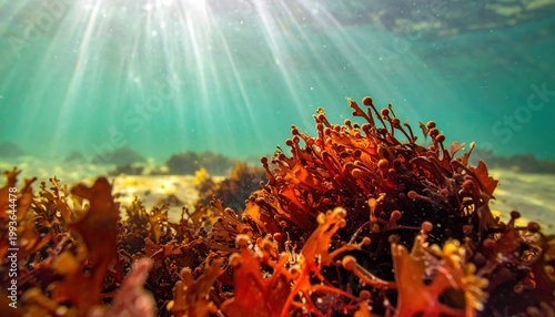 Underwater Scene with Bright Sunlight and Colorful Seaweed