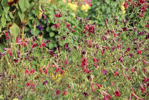 Tableau sur toile Red flowering tobacco (Nicotiana × sanderae) plants blooming profusely in a sunn