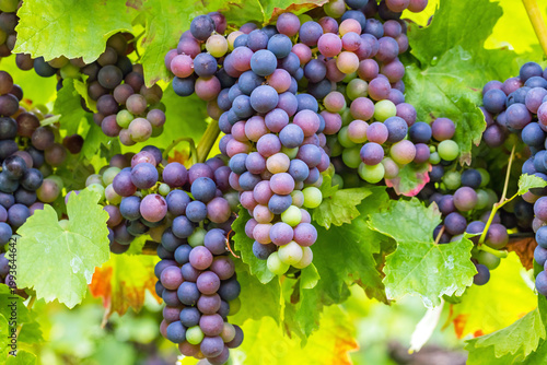 Photos Grapes grow on vines in a vineyard during the summer season in a sunny location