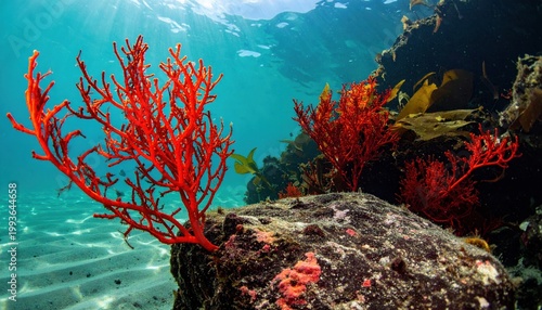 Vibrant Red Coral Reef Underwater Scene in Clear Tropical Waters