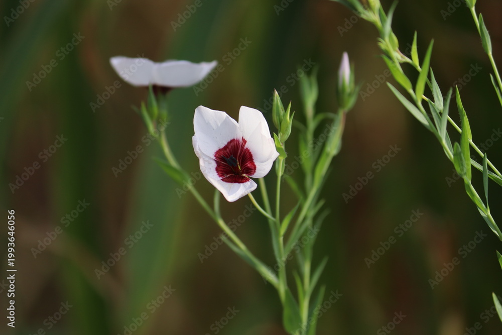 Fototapeta premium White flax (Linum grandiflorum) flower with dark red center blooming in a summer garden with soft bokeh background