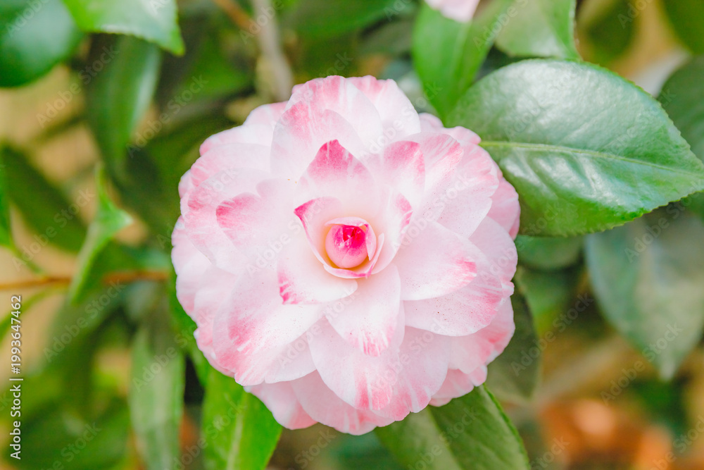 Fototapeta premium Blooming pink flower on green leaves in a garden during daylight hours in spring season