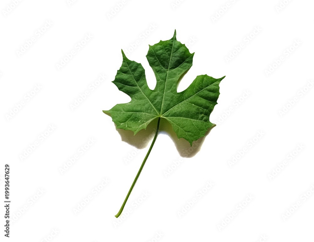 Fototapeta premium Fresh chaya leaf cnidoscolus aconitifolius tree spinach on white background