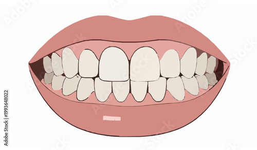 Human Mouth Teeth Gums Anatomy Close Up Dental Vector Illustration