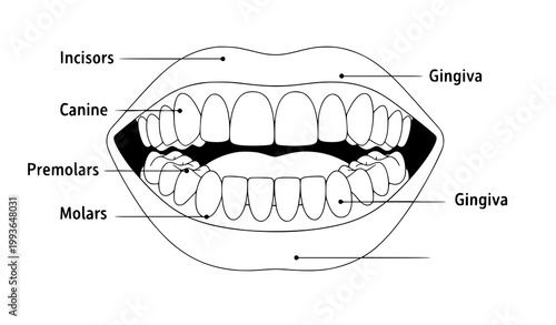 Dental Anatomy Mouth Teeth Gums Medical Diagram Vector Illustration