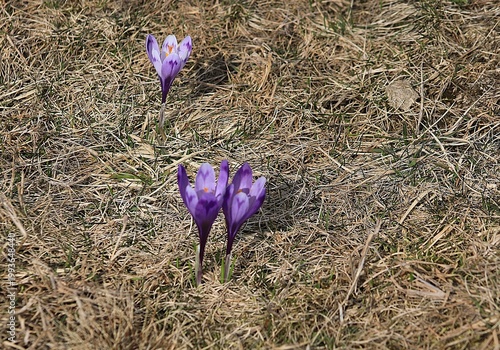 Blooming saffron.