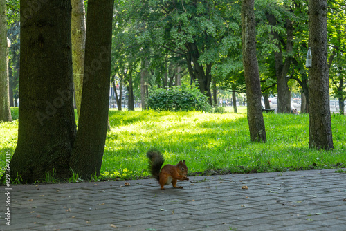 A wild red squirrel eating a nut on a paved walkway in a green summer park. A beautiful squirrel close to a tree trunk eating a piece of food on the ground of a lush public park in bright sunlight