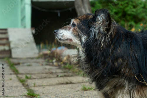 Old dog standing on garden path. Aging dog in natural setting showing texture of fur and quiet presence in late season light
