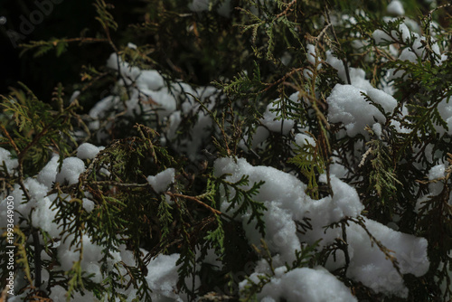 Green thuja branches covered with fresh white snow in winter. Natural winter background with evergreen cedar foliage and cold white frost