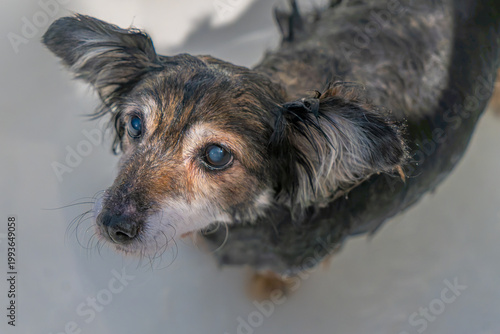 Small wet dog sitting in bath. Cute wet dog enjoying bath time with foam and sunlight in cozy home setting. Rituals of care and connection captured in moment of bathing a dog with warmth and trust.