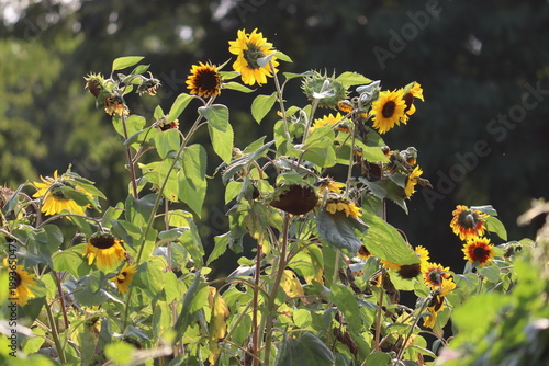 Quadro su tela Yellow and bicolor Common Sunflowers (Helianthus annuus) in various blooming and