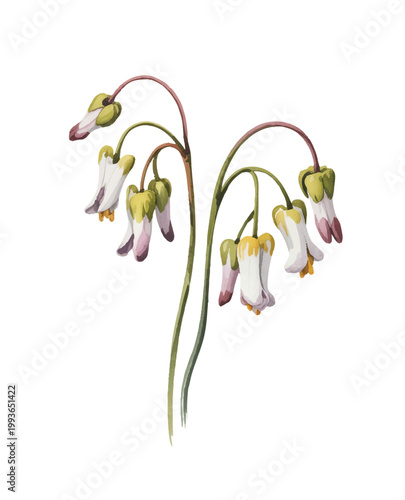 Gentle snowdrop blossoms bending softly in a quiet spring breeze.