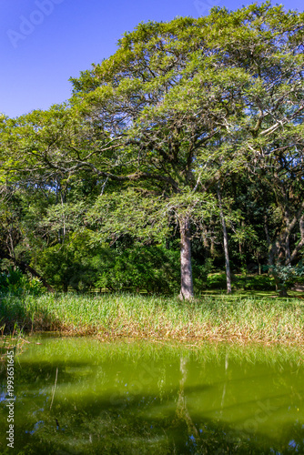 Clear green water pond surrounded by trees at Botanical Garden in Porto Alegre
