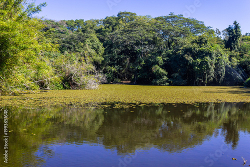 Serene lake surrounded by lush vegetation at Porto Alegre Botanical Garden, Brazil.
